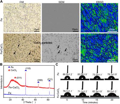 Laser Additively Manufactured Iron-Based Biocomposite: Microstructure, Degradation, and In Vitro Cell Behavior